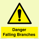 danger-falling-branches~